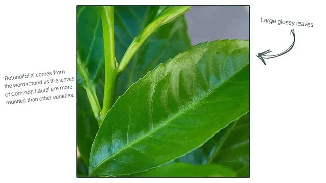 A focus on Cherry Laurel hedging: All you need to know about Prunus laurocerasus Rotundifolia смотреть онлайн