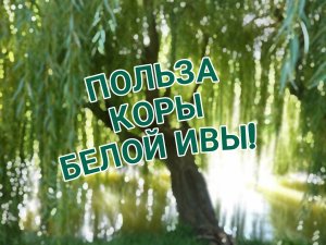 **«Секреты Здоровья: Как Кора Белой Ивы Может Изменить Вашу Жизнь!»**