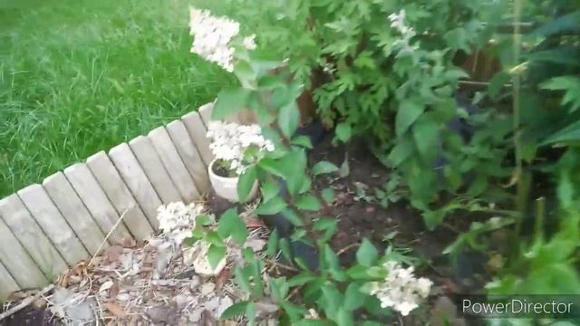 Моя любимая Дача в конце июля 30.07.2020 Как лечу и подкармливаю клубнику к зиме.О луке. смотреть онлайн