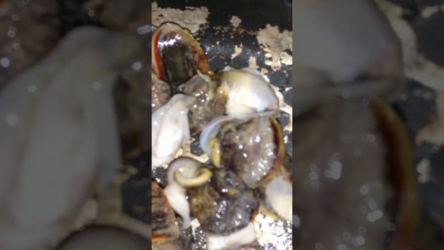 рапаны настоящее Вкуснотеево🤗Но нужно правильно сделать. смотреть онлайн