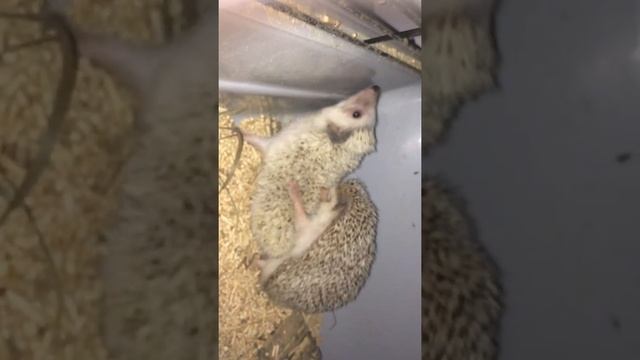 Спаривание африканских ежиков смотреть онлайн