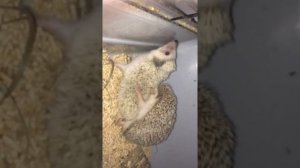 Спаривание африканских ежиков