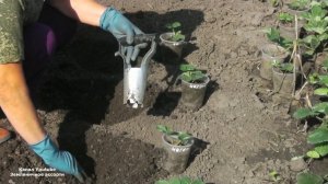 ПОСАДКА КЛУБНИКИ С ЗАКРЫТОЙ КОРНЕВОЙ  СИСТЕМОЙ  ,  ПОДГОТОВКА ЗЕМЛИ ПОД ПОСАДКУ   КЛУБНИКИ