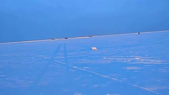 Песец на рыбалке. Муравленко.