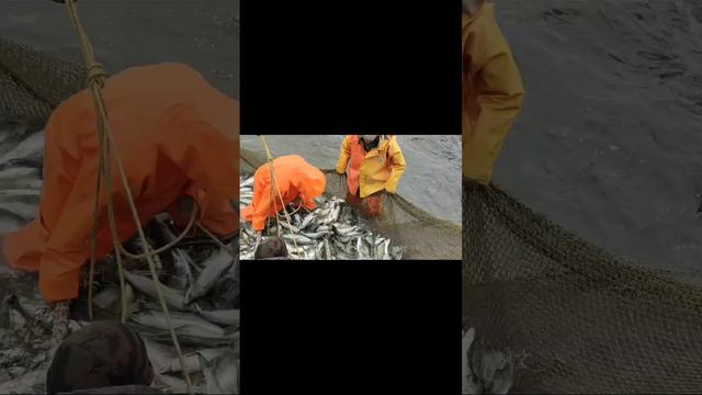 scene_output.mp4 смотреть онлайн