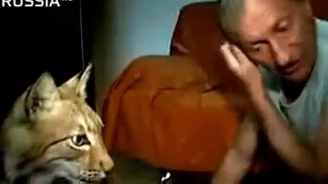Домашняя рысь Как мужик приручил рысь смотреть онлайн