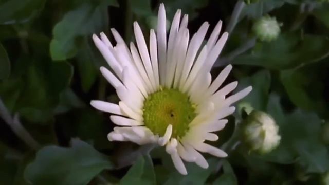 Любовь настала (Р.Паулс - Р.Рождественский) -  Анна Тивонович (YurannA)