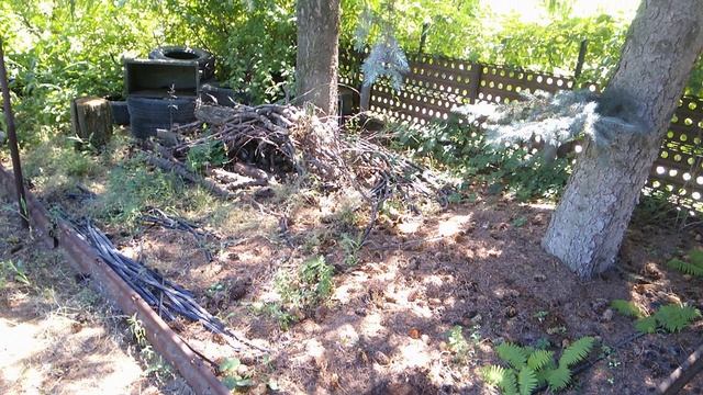 ППП1. Две огромные ели у друга на даче