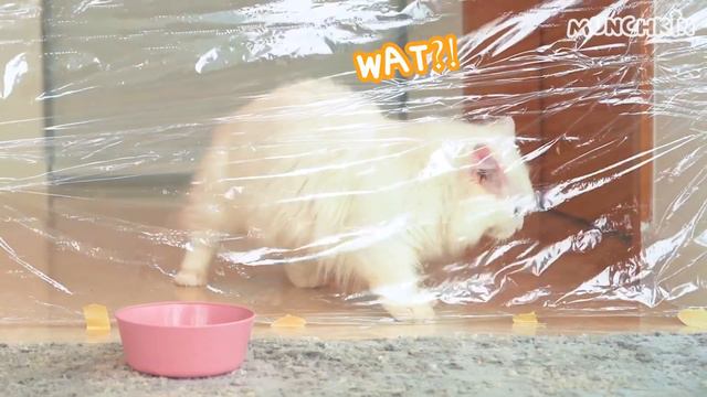 Cats vs Invisible Wall 3 смотреть онлайн