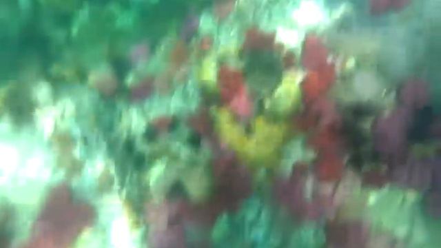 Bland korall och anemon(5) смотреть онлайн