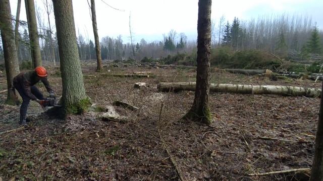 Chainsaw Still Ms 361. Felling. Валка леса. Работа в лесу. Природа.