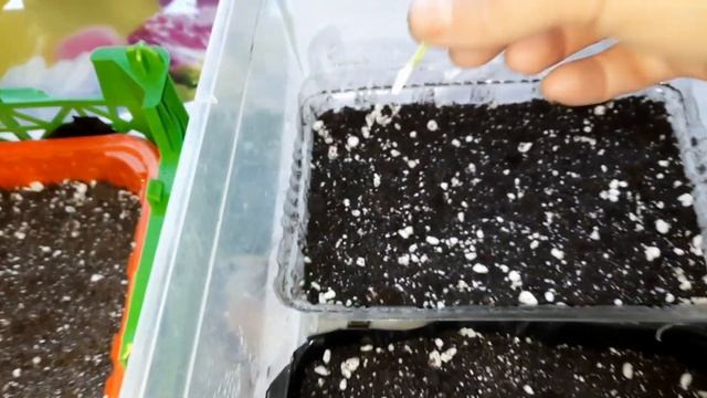 МАССОВОЕ ЧЕРЕНКОВАНИЕ ХРИЗАНТЕМЫ. МОЙ МЕТОД СОХРАНЕНИЯ И РАЗМНОЖЕНИЯ ХРИЗАНТЕМЫ ЗИМОЙ. смотреть онлайн