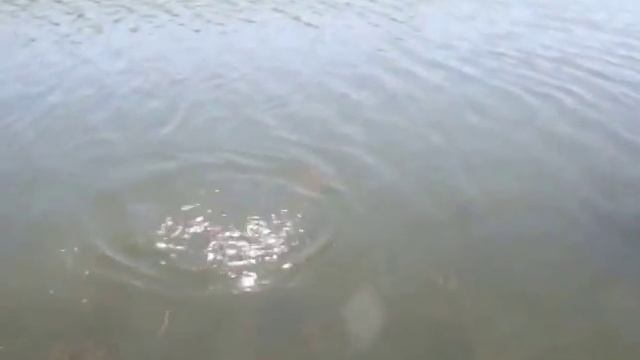 Рыбалка в Черкасской области смотреть онлайн