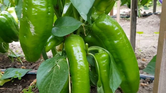 Перец Дамиро. 04.08.23