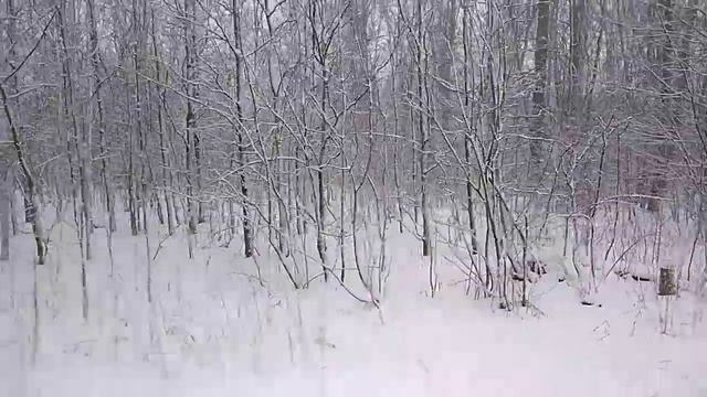 Зимний лес. Зима в лесу. смотреть онлайн