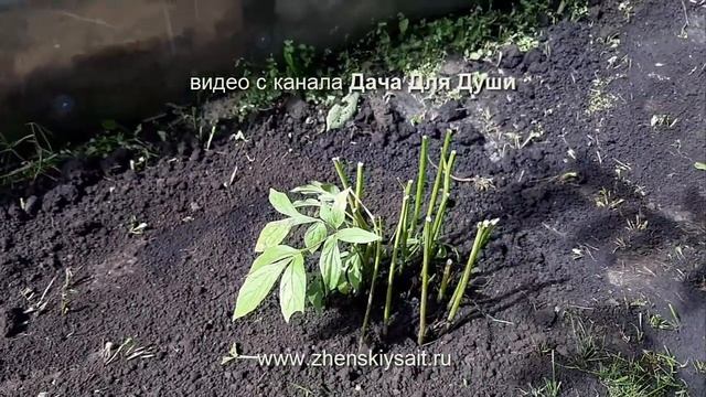 ПИОНЫ: как делить и пересаживать кусты? смотреть онлайн