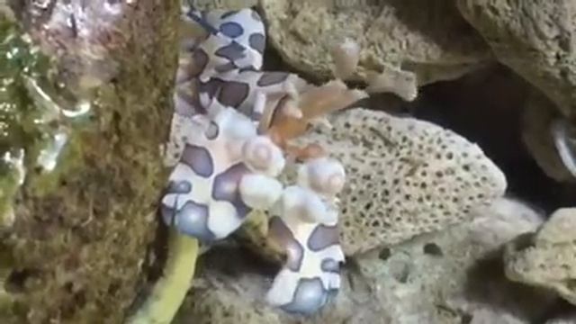 Креветка Арлекин от Камбо - CoralReef-Aqua.ru