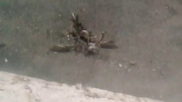 Скелет птицы!!! умерщей птицы ? смотреть онлайн