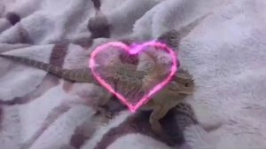 Бородатая агама vs собака ... неудачная прогулка агамы)