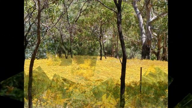 Лекарственное растение зверобой. Лечит многие болезни. смотреть онлайн