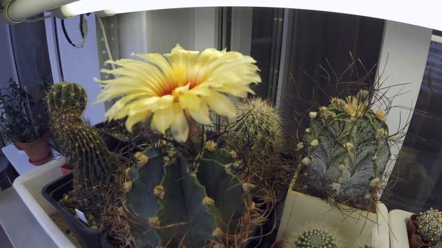 Цветение кактуса 17 смотреть онлайн