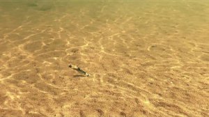 Зомбер РЕЛИГА на джиге у дна