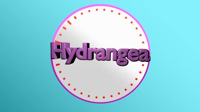 Hydrangea Intro!!!!!!!!