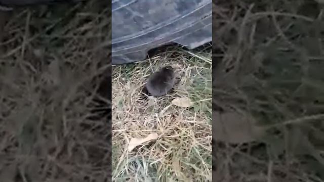 Мышь полевка смотреть онлайн