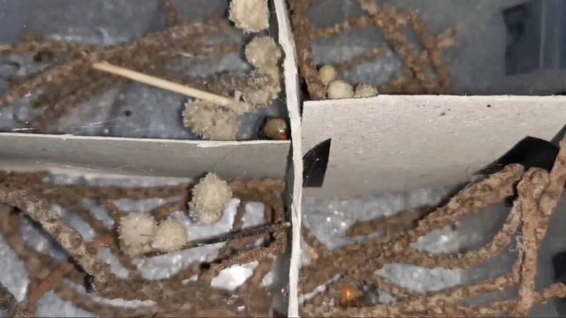 Latrodectus Geometricus ?/Bagong Pet? Makamandag Nga Ba?? Tara Alamin Natin ??️⌛
