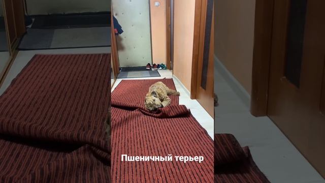 Пшеничный терьер Яша смотреть онлайн