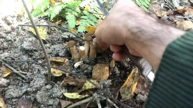 Грибы опята осенние пошли большими полянами в сентябре 2020 года! смотреть онлайн