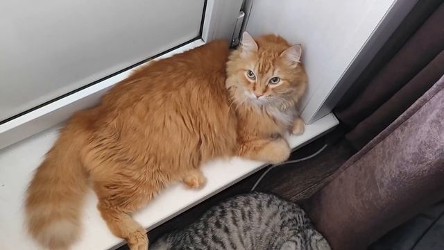 Siberian red cat and Scottish cat, how do they react to the arrival of spring? смотреть онлайн