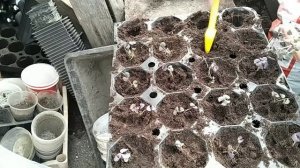 Как пикировать базилик. Мой опыт