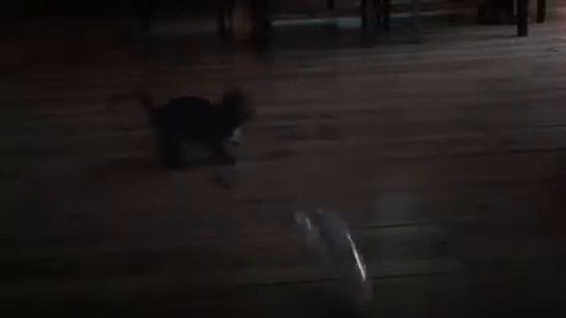 Poes volgd laser lampje смотреть онлайн