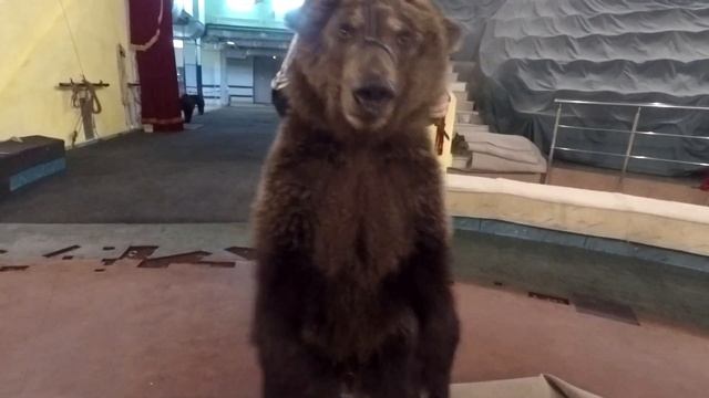 На что способны медведи?┃Дрессировка медведей смотреть онлайн