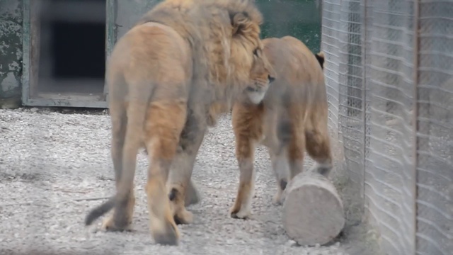 Лев Олежка ухаживает за львицей Лизой ! смотреть онлайн