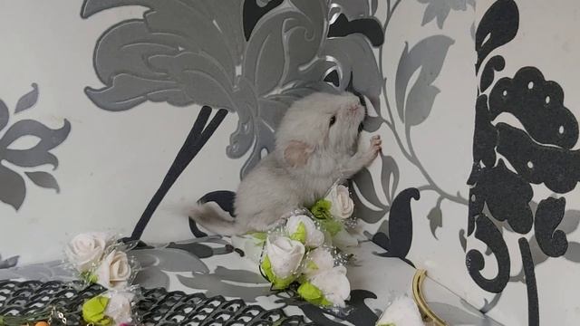 Насколько могут быть Активные Шиншиллята сразу после рождения!!!