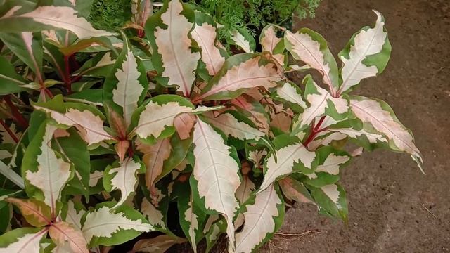 Graptophyllum pictum, Caricature-plant, a garden shrub, used traditionally to treat various disease смотреть онлайн