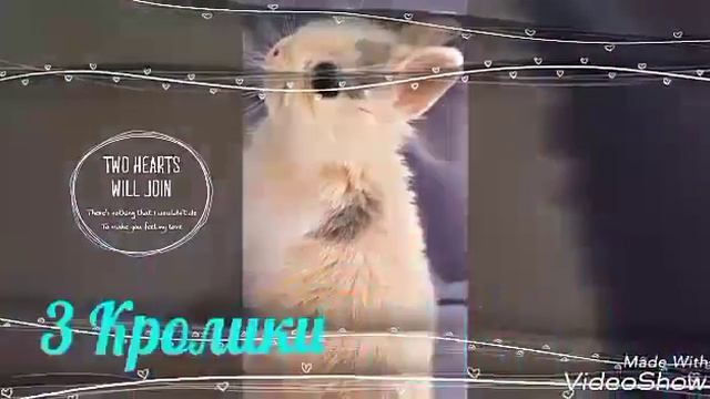 Видео про животных смотреть онлайн