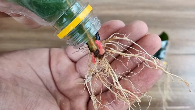Propagating plant leaves in water. Strange thing happened смотреть онлайн