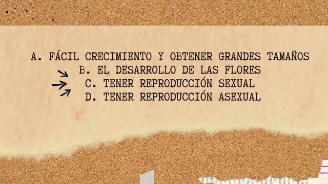 ÁMBITO ORGANISMICO смотреть онлайн