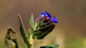 Весна в Великой степи. Цветы.