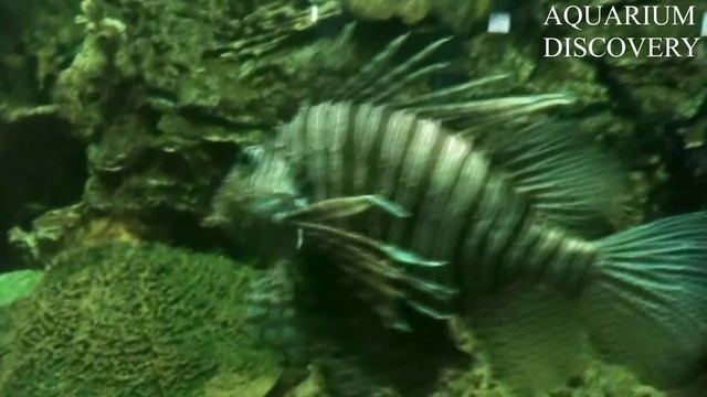 Pterois Volitans - Red lionfish - Крылатка-зебра смотреть онлайн