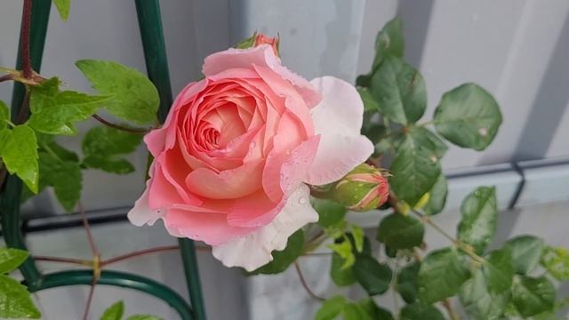 Зацвела первая роза. Абрахам Дерби смотреть онлайн