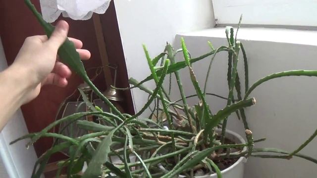 Необычный кактус