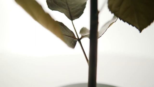 Роза в стеклянной колбе Notta & Belle смотреть онлайн