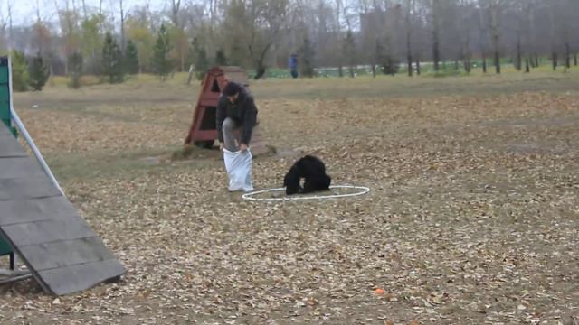 День Ризеншнауцера-2014 Красноярск. Миша - Ариша