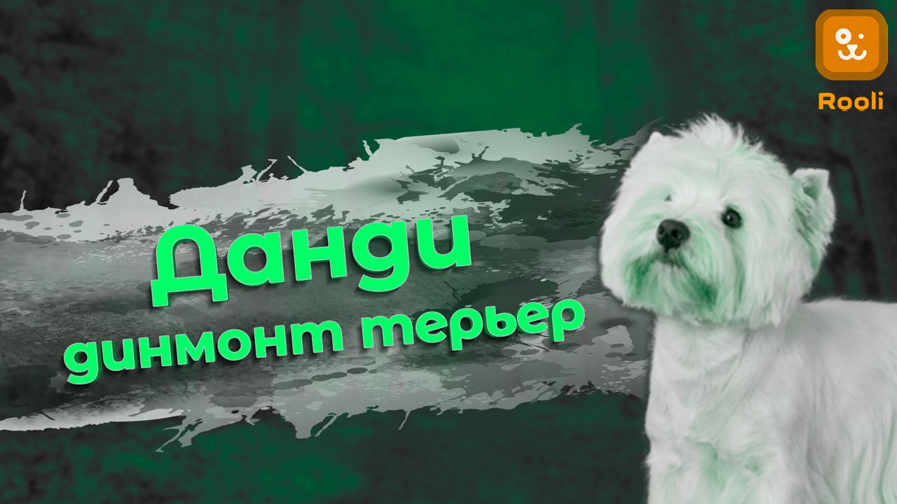Данди Димонт Терьер: Порода с Характером смотреть онлайн