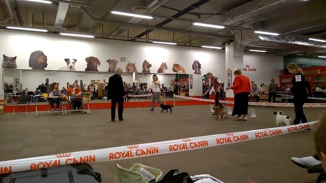 Украшение Ринга Барбарис первая выставка часть 1 смотреть онлайн