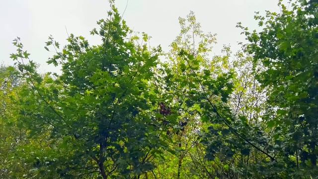 Свекровь сдала квартиру, чтобы помочь дочери деньгами и приехала с чемоданами в квартиру невестки. смотреть онлайн